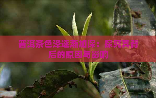 普洱茶色泽逐渐加深：探究其背后的原因与影响