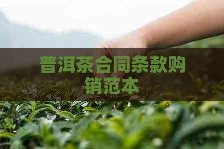 普洱茶合同条款购销范本