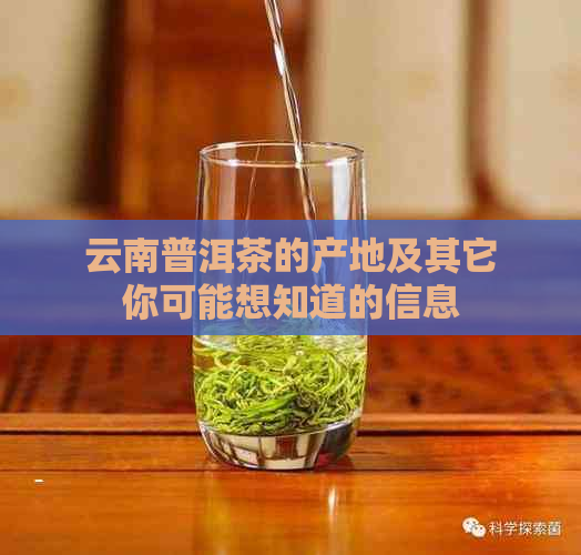 云南普洱茶的产地及其它你可能想知道的信息