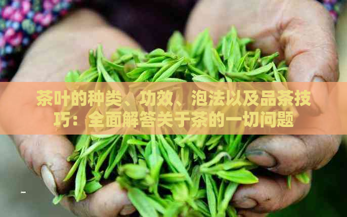 茶叶的种类、功效、泡法以及品茶技巧：全面解答关于茶的一切问题