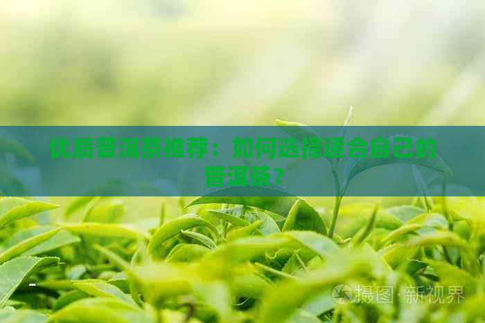 优质普洱茶推荐：如何选择适合自己的普洱茶？