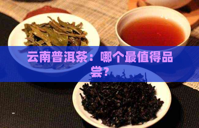 云南普洱茶：哪个最值得品尝？