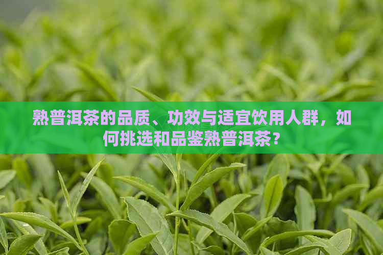 熟普洱茶的品质、功效与适宜饮用人群，如何挑选和品鉴熟普洱茶？