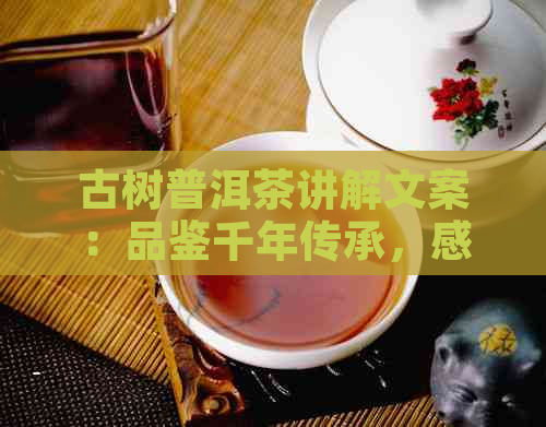 古树普洱茶讲解文案：品鉴千年传承，感受生命之韵