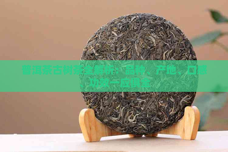 普洱茶古树茶全解析：品种、产地、口感、功效一应俱全