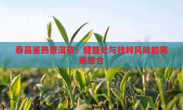 春品鉴熟普洱茶：健益处与独特风味的完美结合