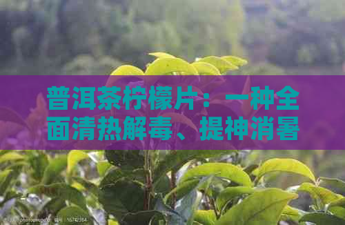 普洱茶柠檬片：一种全面清热解、提神消暑的健茶饮