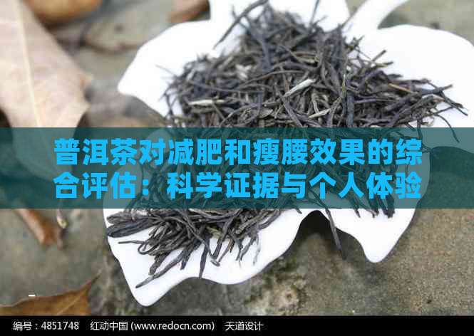 普洱茶对减肥和瘦腰效果的综合评估：科学证据与个人体验分享