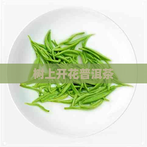 树上开花普洱茶