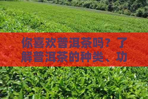 你喜欢普洱茶吗？了解普洱茶的种类、功效与冲泡方法