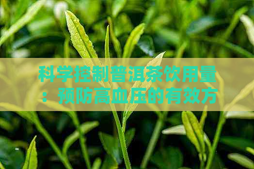 科学控制普洱茶饮用量：预防高血压的有效方法