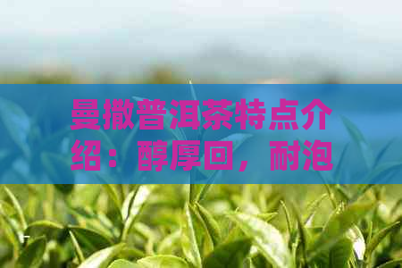 曼撒普洱茶特点介绍：醇厚回，耐泡不涩，陈化潜力大。