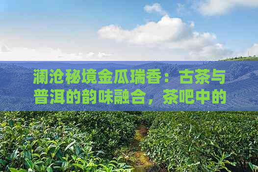 澜沧秘境金瓜瑞香：古茶与普洱的韵味融合，茶吧中的新宠