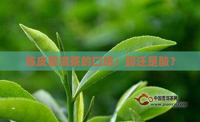 陈皮普洱茶的口感：甜还是酸？