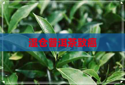 湿仓普洱茶致癌