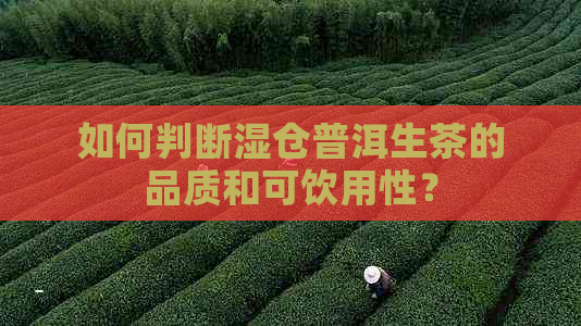 如何判断湿仓普洱生茶的品质和可饮用性？