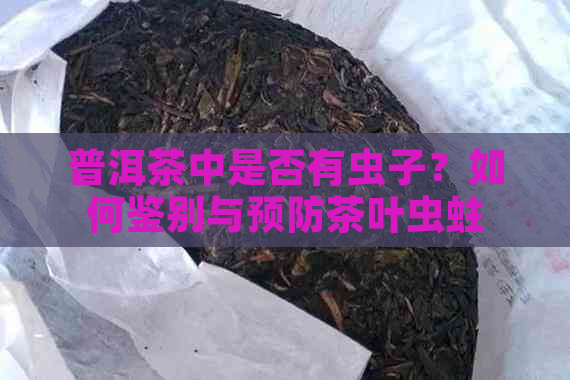 普洱茶中是否有虫子？如何鉴别与预防茶叶虫蛀问题？