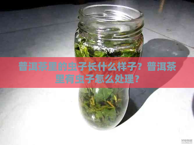 普洱茶里的虫子长什么样子？普洱茶里有虫子怎么处理？