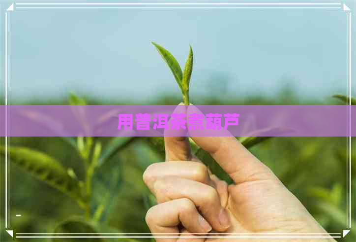 用普洱茶煮葫芦