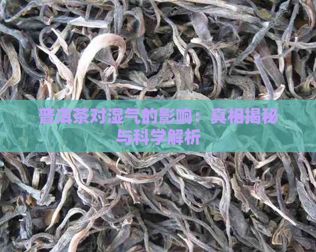 普洱茶对湿气的影响：真相揭秘与科学解析