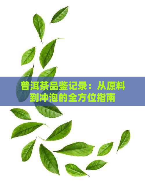 普洱茶品鉴记录：从原料到冲泡的全方位指南