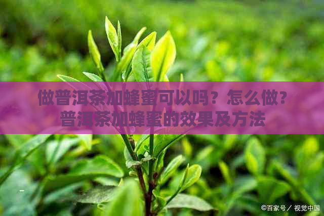 做普洱茶加蜂蜜可以吗？怎么做？普洱茶加蜂蜜的效果及方法