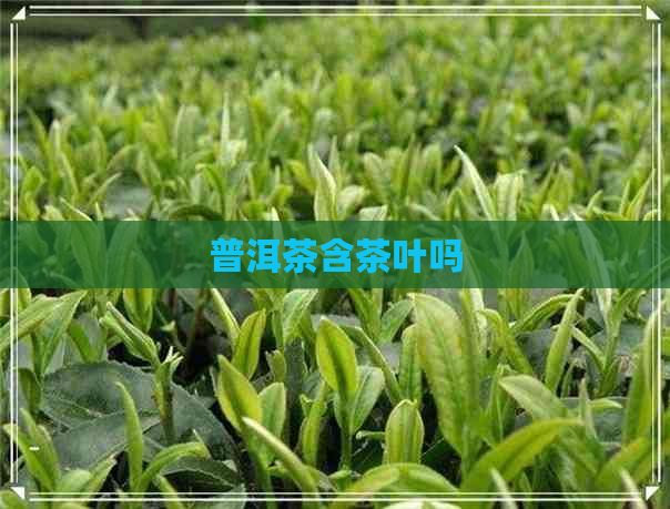 普洱茶含茶叶吗