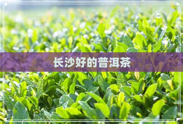 长沙好的普洱茶