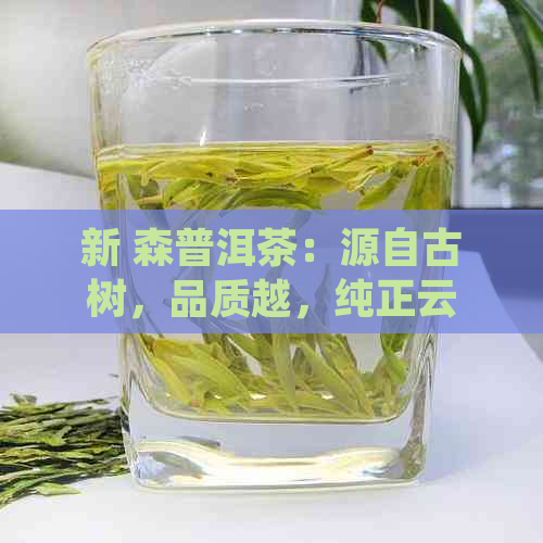 新 森普洱茶：源自古树，品质越，纯正云南的味道