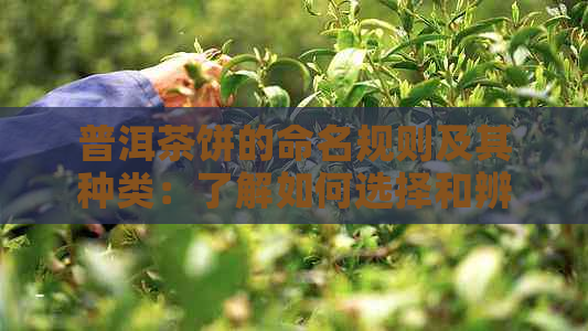 普洱茶饼的命名规则及其种类：了解如何选择和辨别普洱茶饼