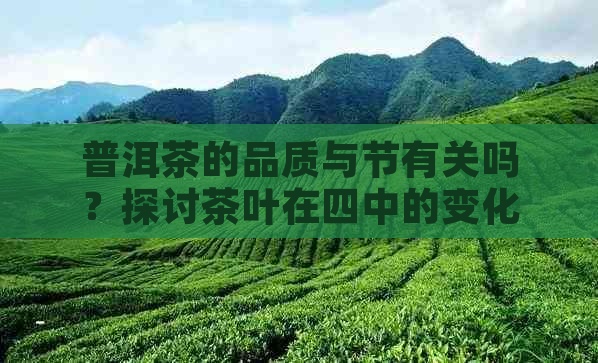 普洱茶的品质与节有关吗？探讨茶叶在四中的变化及影响