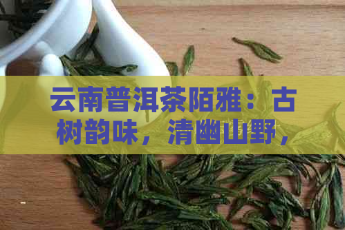 云南普洱茶陌雅：古树韵味，清幽山野，珍藏之美