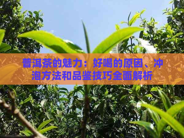 普洱茶的魅力：好喝的原因、冲泡方法和品鉴技巧全面解析