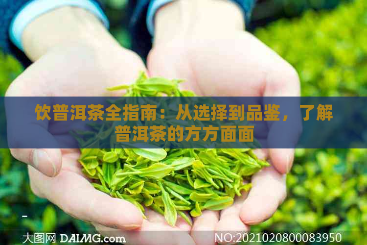 饮普洱茶全指南：从选择到品鉴，了解普洱茶的方方面面