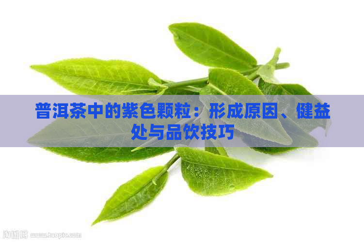 普洱茶中的紫色颗粒：形成原因、健益处与品饮技巧