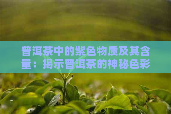 普洱茶中的紫色物质及其含量：揭示普洱茶的神秘色彩