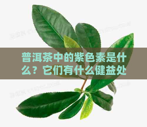 普洱茶中的紫色素是什么？它们有什么健益处？