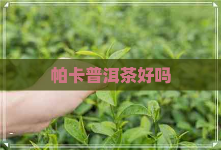 帕卡普洱茶好吗