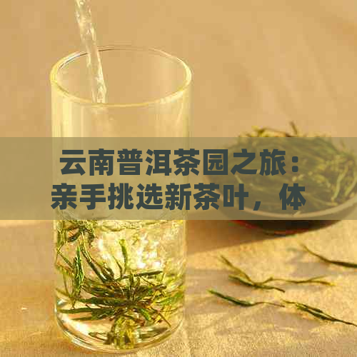 云南普洱茶园之旅：亲手挑选新茶叶，体验传统采摘文化