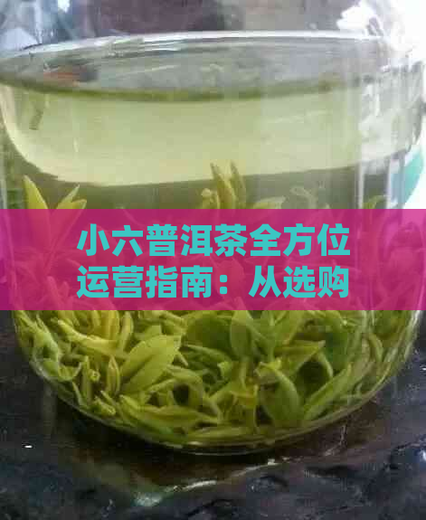 小六普洱茶全方位运营指南：从选购到品鉴，解答用户所有疑问