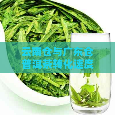 云南仓与广东仓普洱茶转化速度对比：哪个更快？