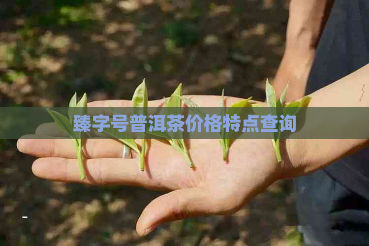 臻字号普洱茶价格特点查询