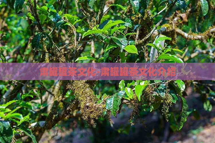 肃罐罐茶文化-肃罐罐茶文化介绍