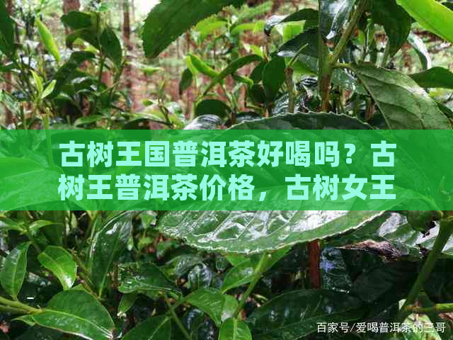 古树王国普洱茶好喝吗？古树王普洱茶价格，古树女王普洱茶专卖店