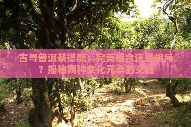 古与普洱茶搭配：完美组合还是相斥？揭秘两种文化元素的交融