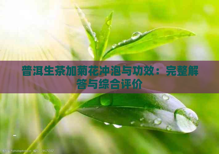 普洱生茶加菊花冲泡与功效：完整解答与综合评价