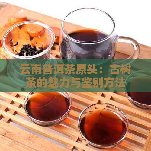 云南普洱茶原头：古树茶的魅力与鉴别方法