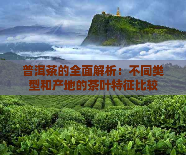 普洱茶的全面解析：不同类型和产地的茶叶特征比较