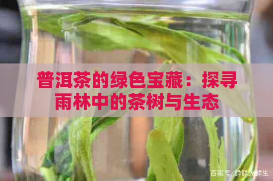 普洱茶的绿色宝藏：探寻雨林中的茶树与生态