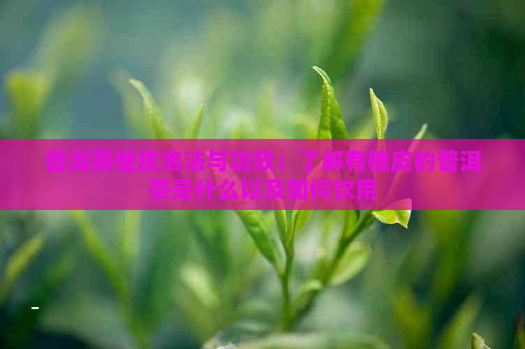 普洱茶橙皮泡法与功效：了解有橙皮的普洱茶是什么以及如何饮用